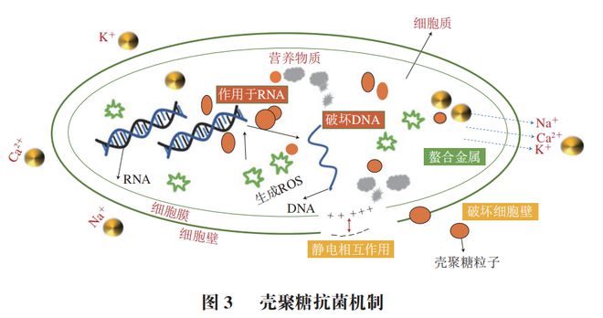 《食品科学》：大连海洋大学周慧博士等：壳聚糖的抗菌作用及在抑菌活性包装中的应用进展(图2)