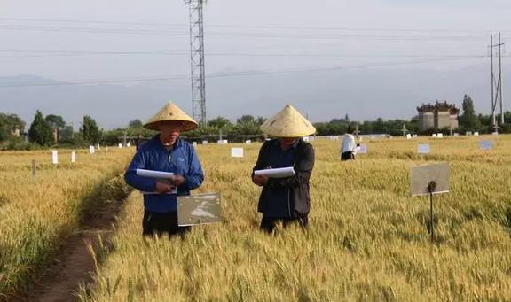 巨额利益！安徽朱某为国外间谍窃取稻种被抓中国曾因种子吃大亏(图6)